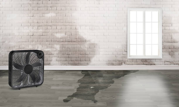 Best Water damage cleanup near me  in Westmont, IL